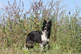 BORDER COLLIE 354
